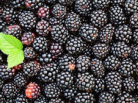 Blackberries, Raw