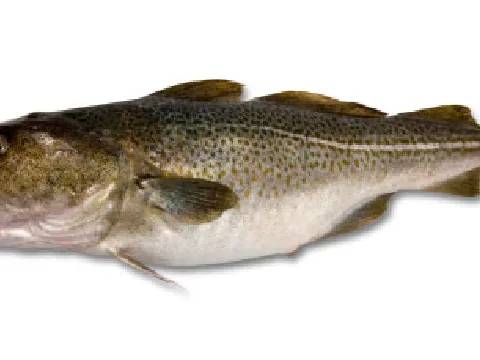 Cod (Atlantic)