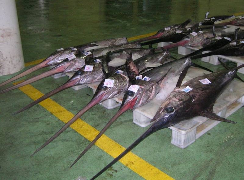 Swordfish