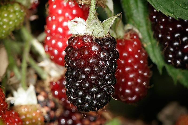 Boysenberry, Frozen, unsweetened