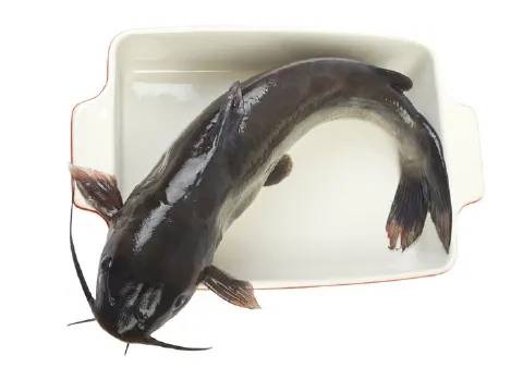 Catfish (Channel)