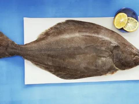 Halibut (Atlantic)