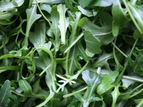 Arugula