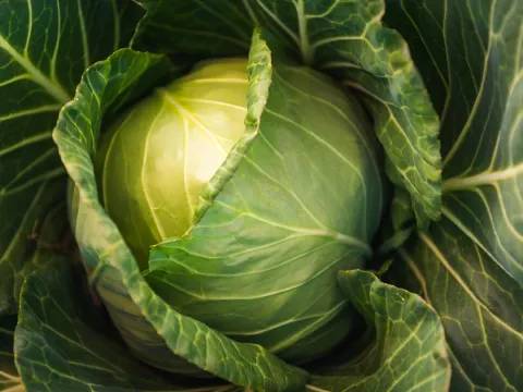 Cabbage (Green)