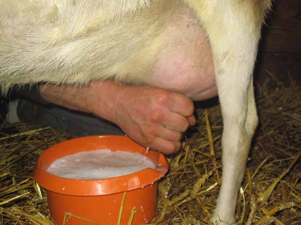 Goat Milk — per 100g