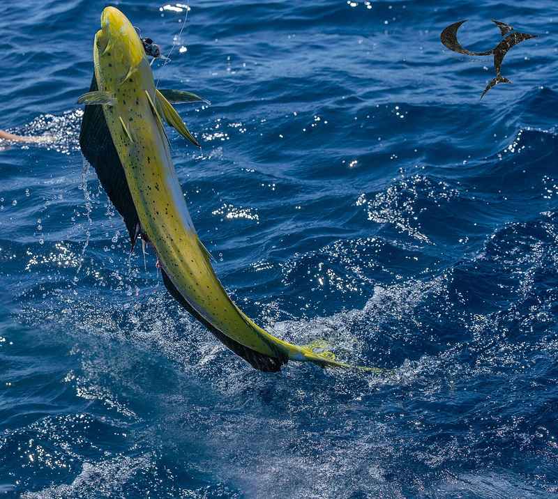 Mahi-Mahi