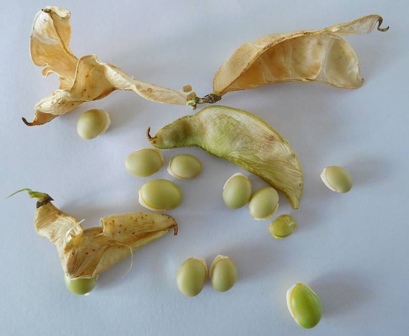 Lima Beans