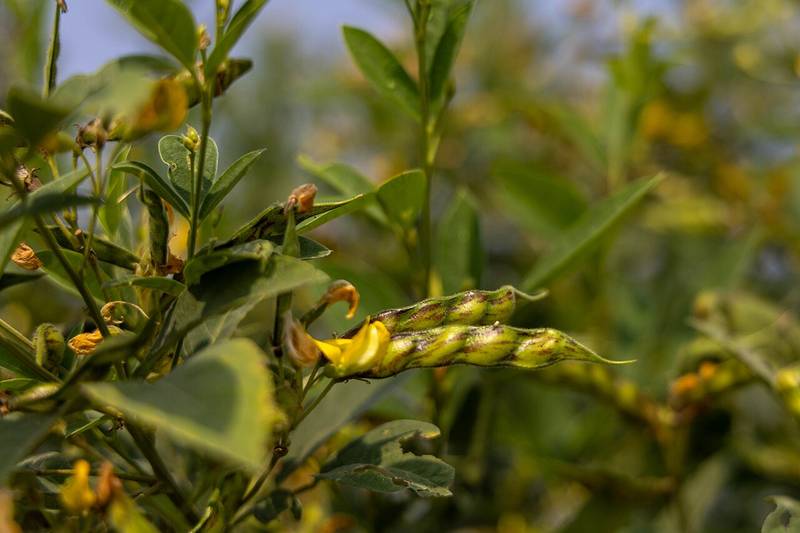 Pigeon Peas